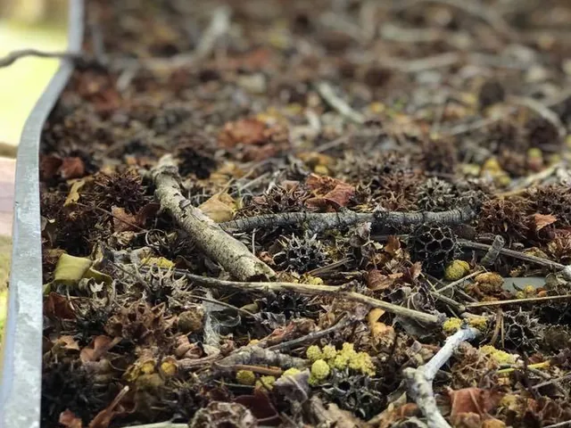 A gutter full of seed pods and sticks before cleaning